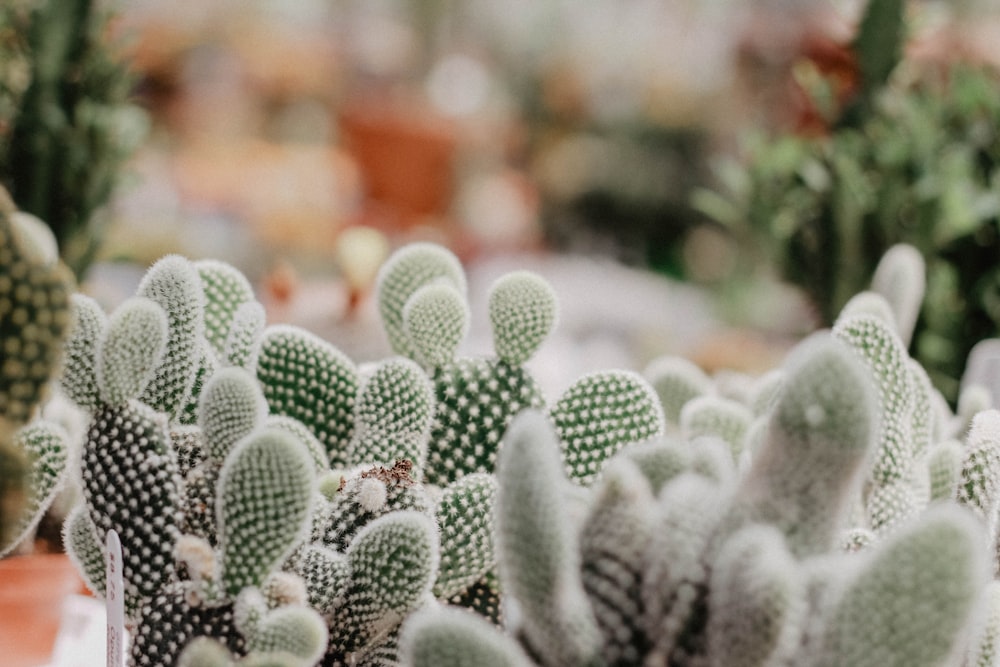 selective focus photo of cacti