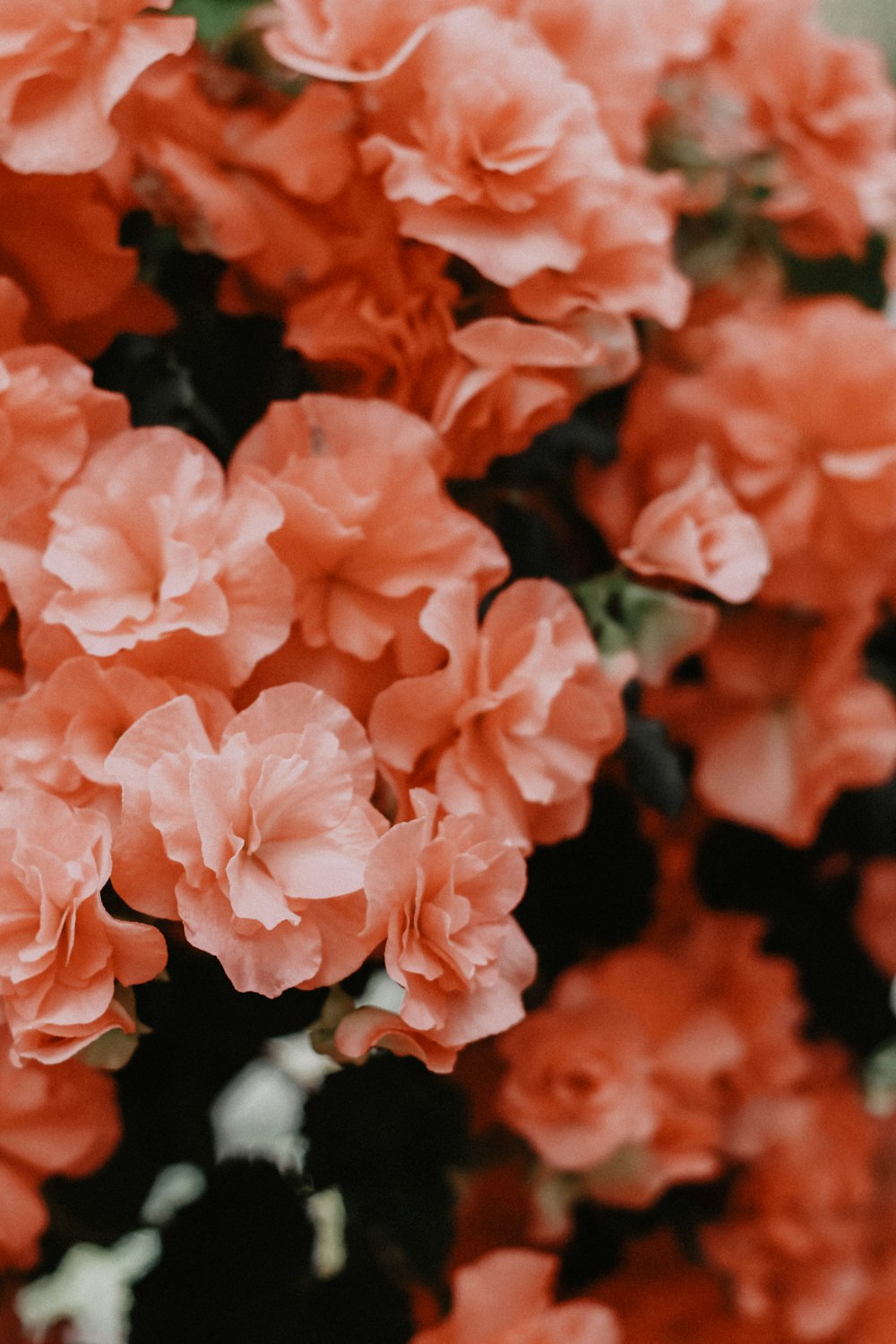 赤い花びらの花