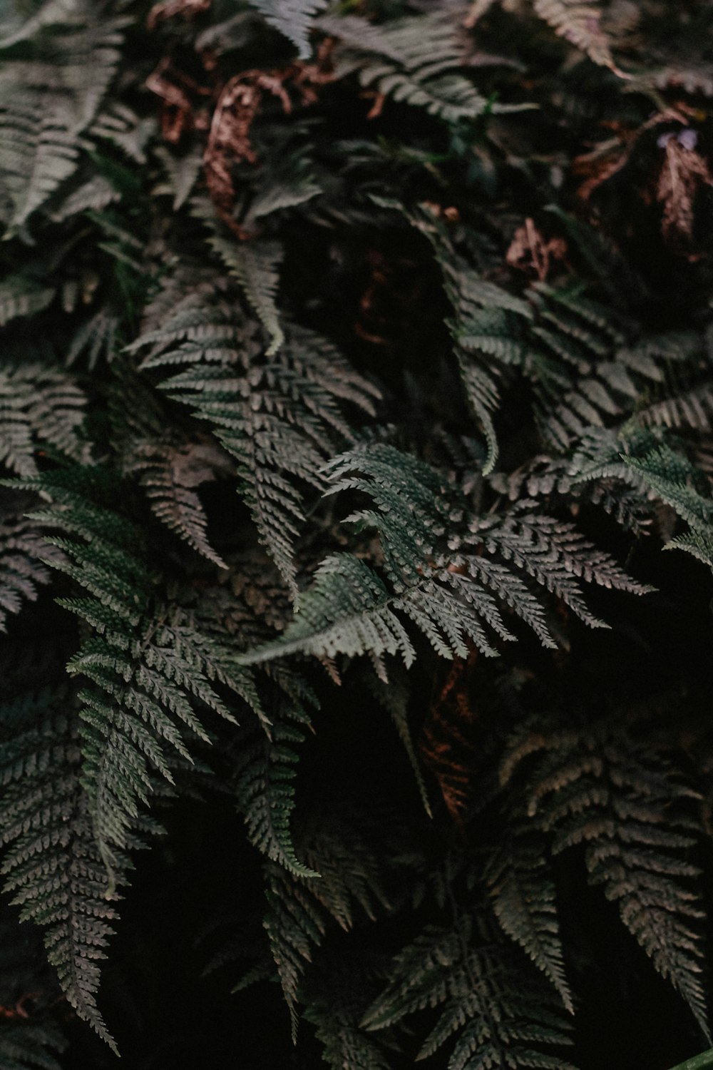 green fern leaves