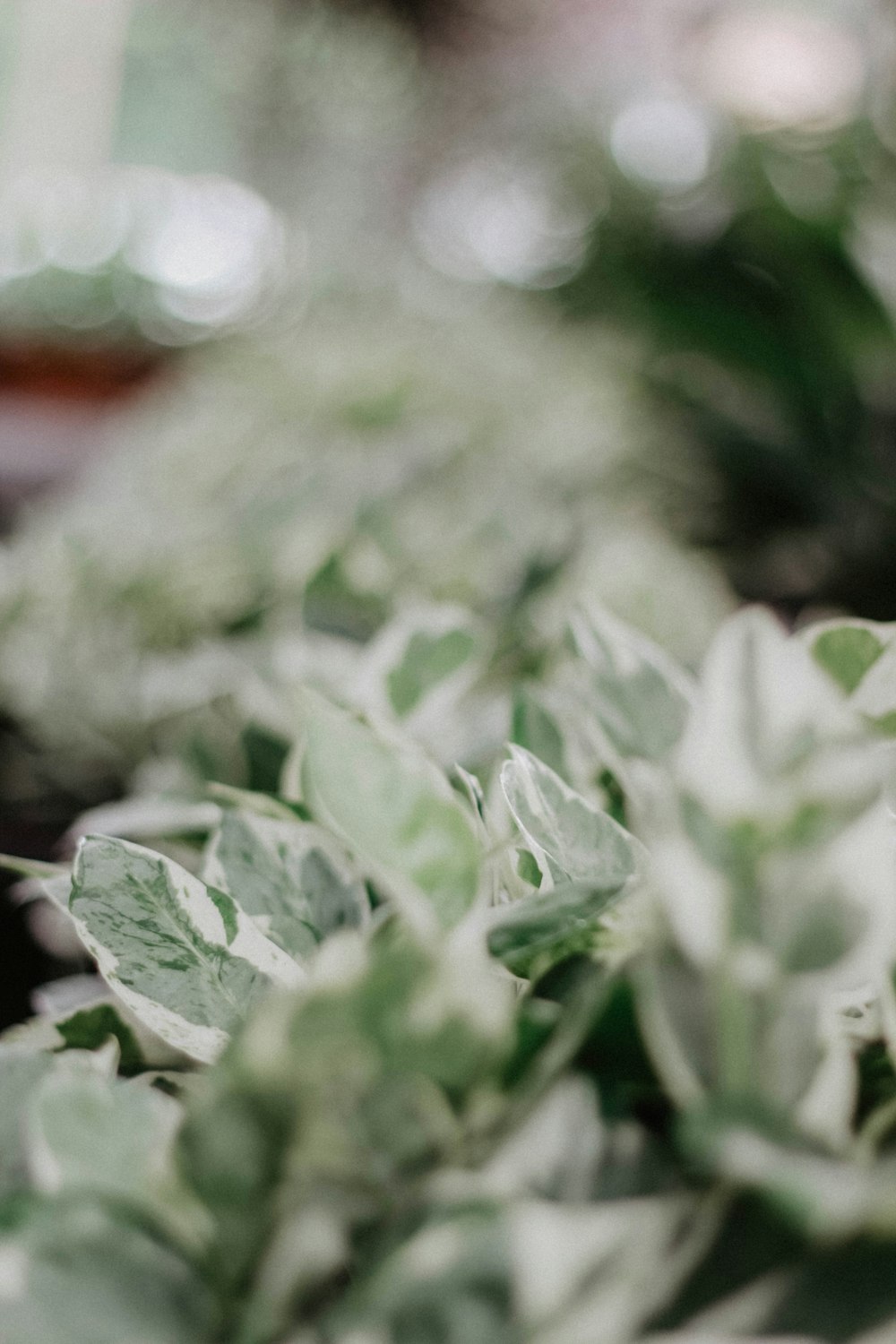 green-leafed plants with bokeh lights