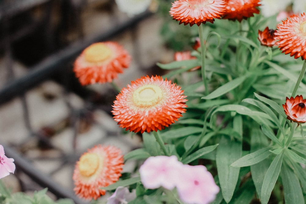 selective focus photography of red flowers during daytime