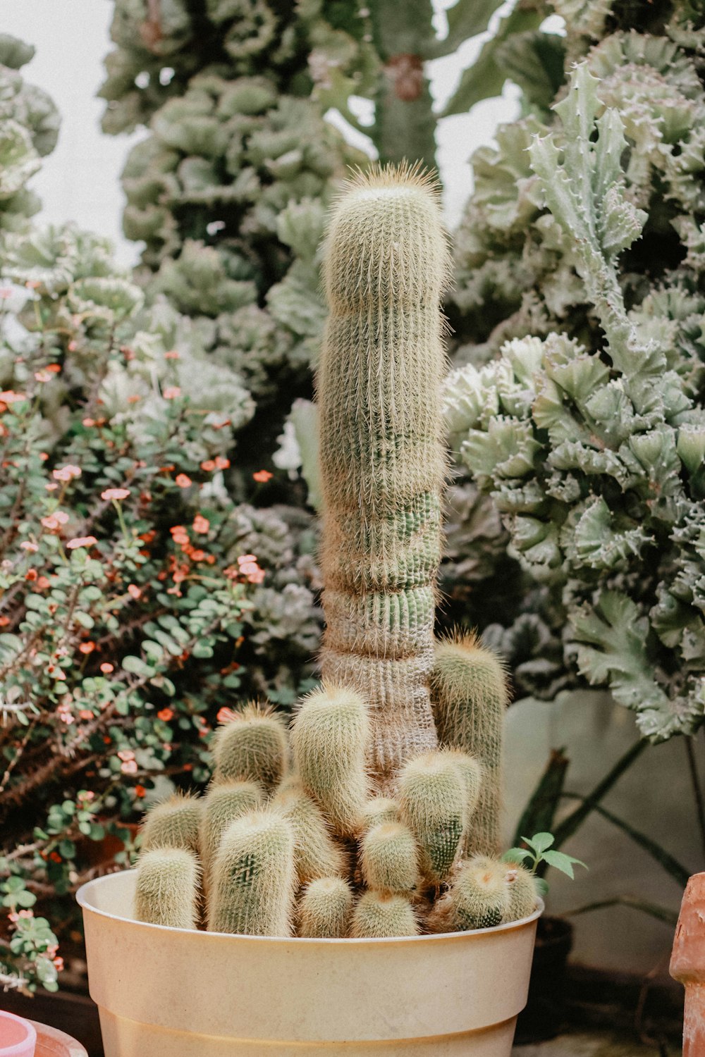 cactus verde en maceta blanca