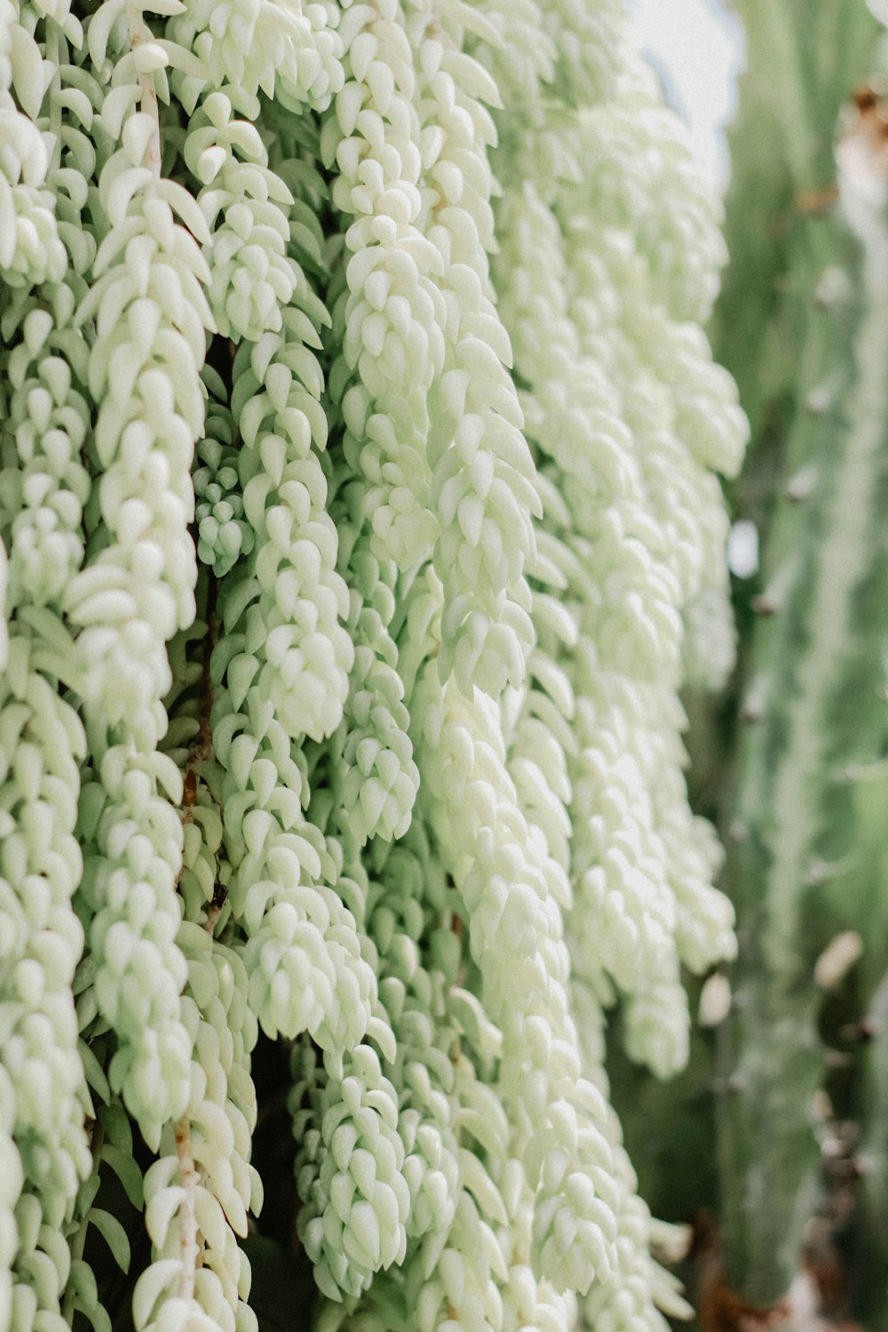 white-petaled flowers