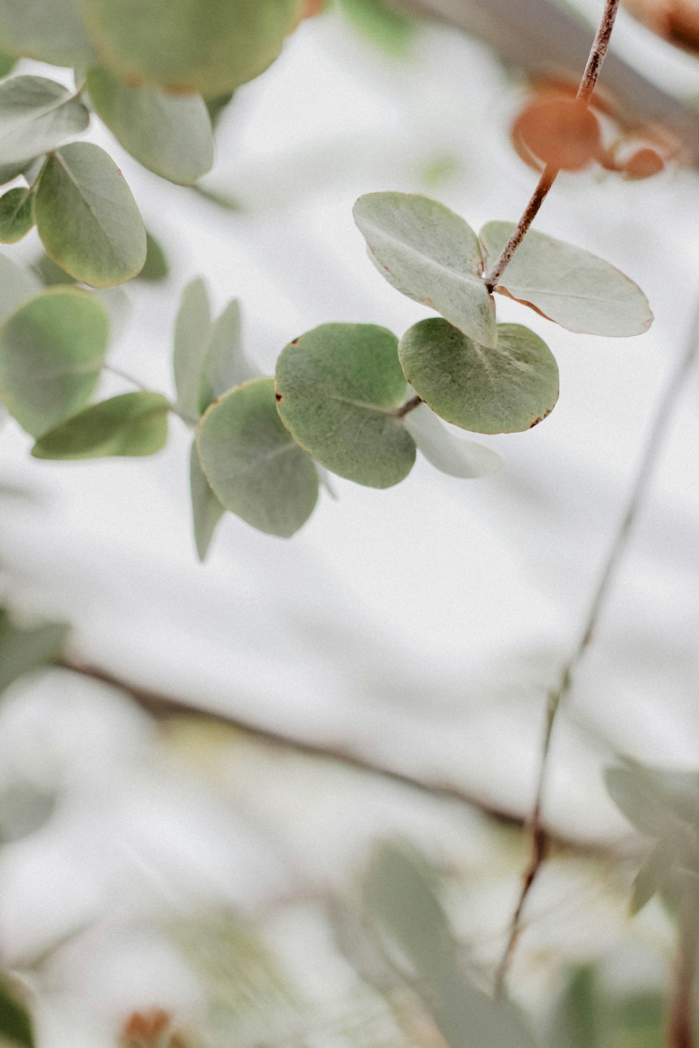 green-leafed plant