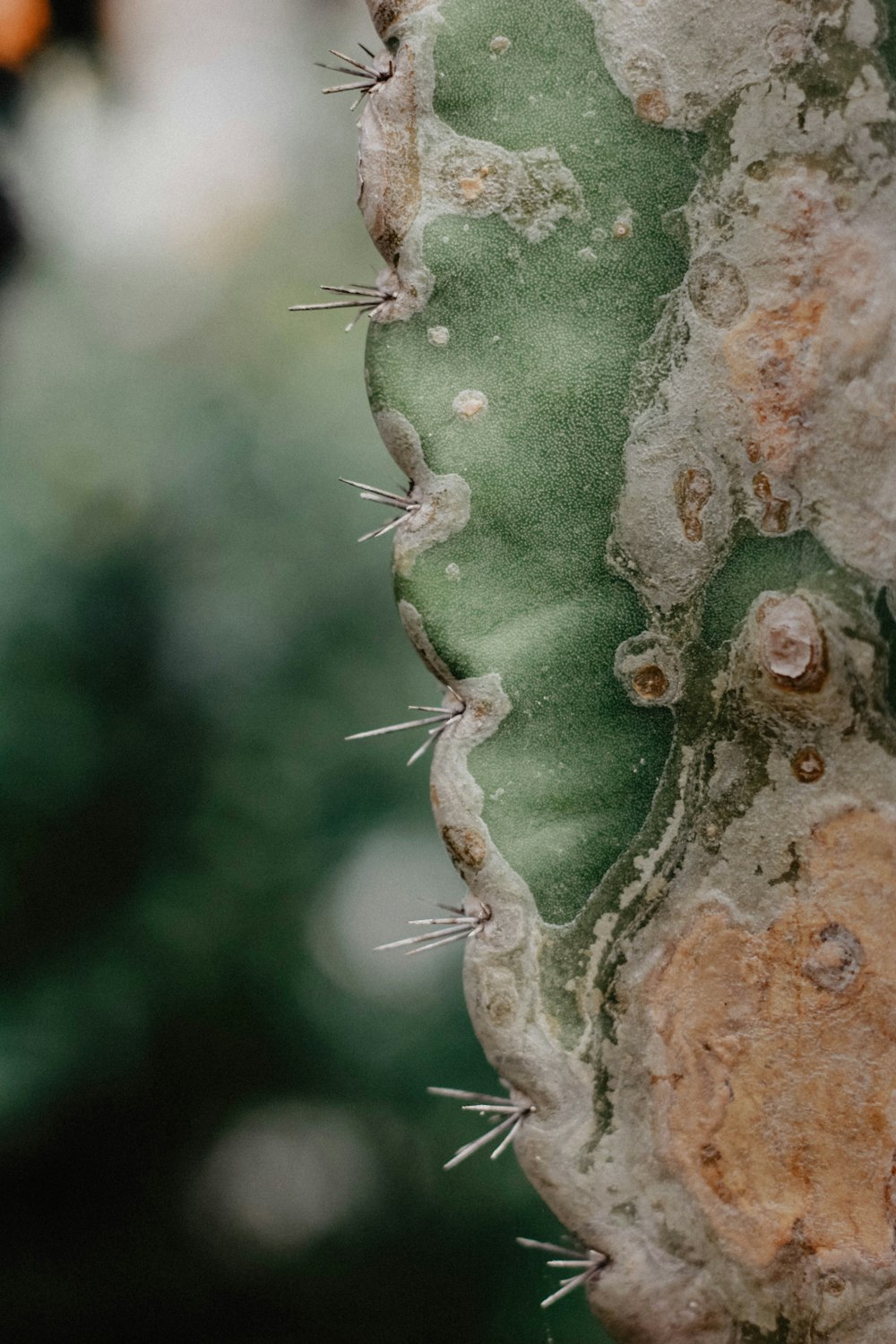 selective focus photography of green cactus plant