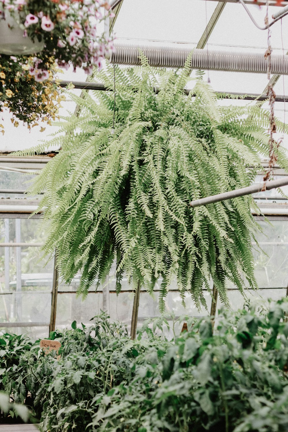 green fern hanging