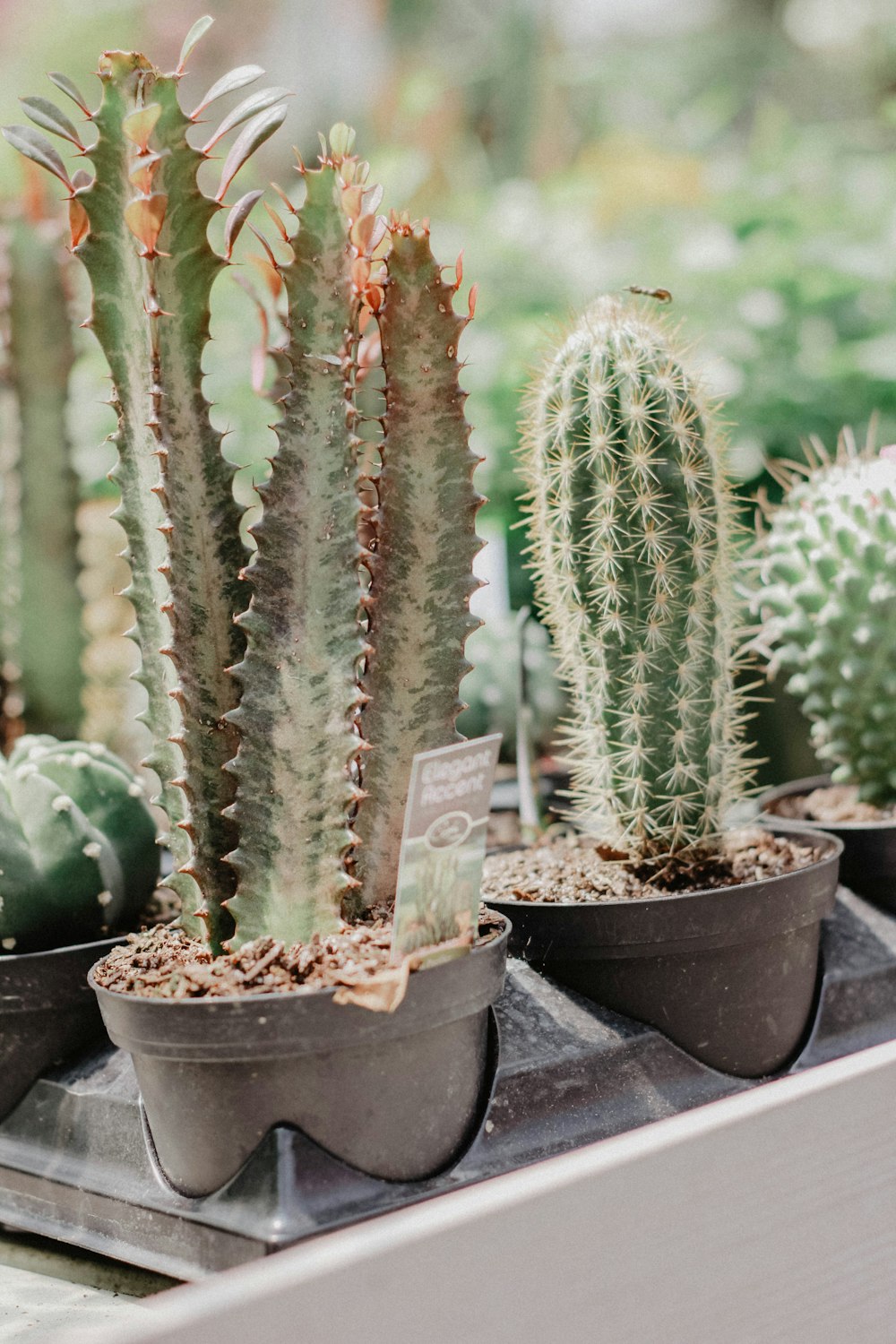 cactus plant