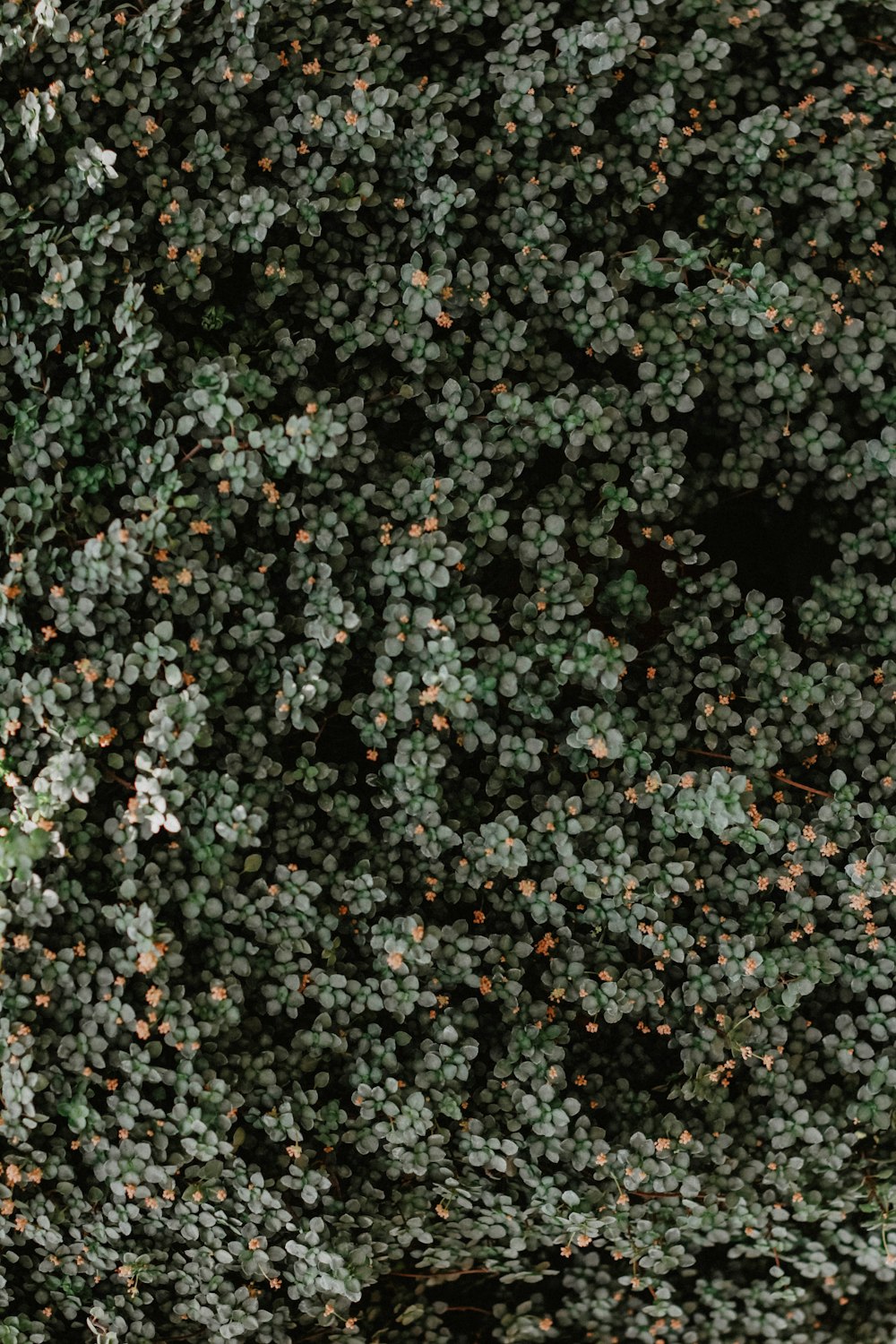 aerial photo of green grass