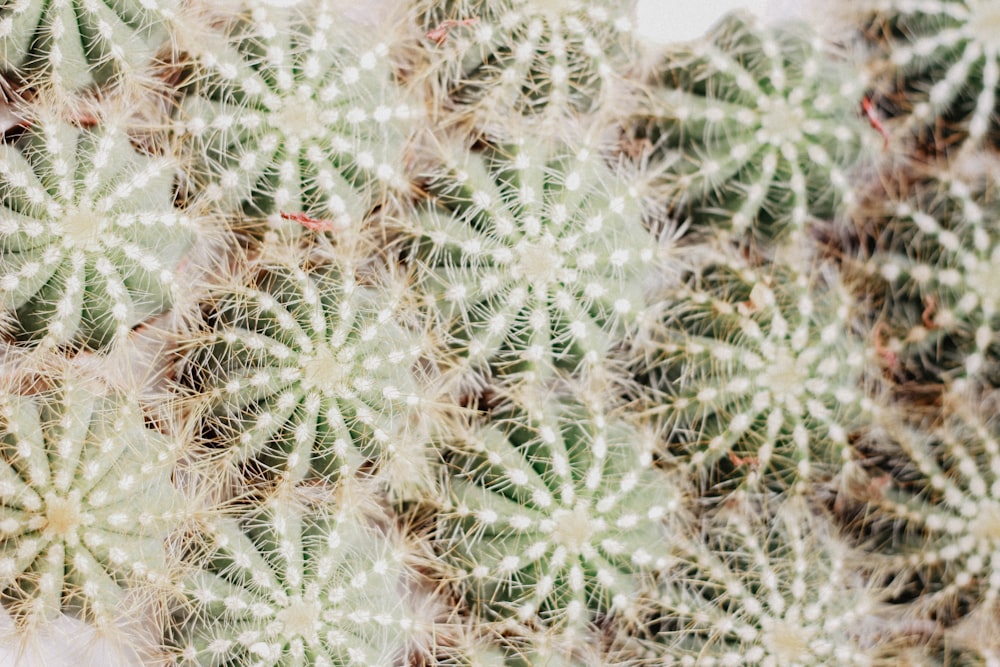 green cactus plant