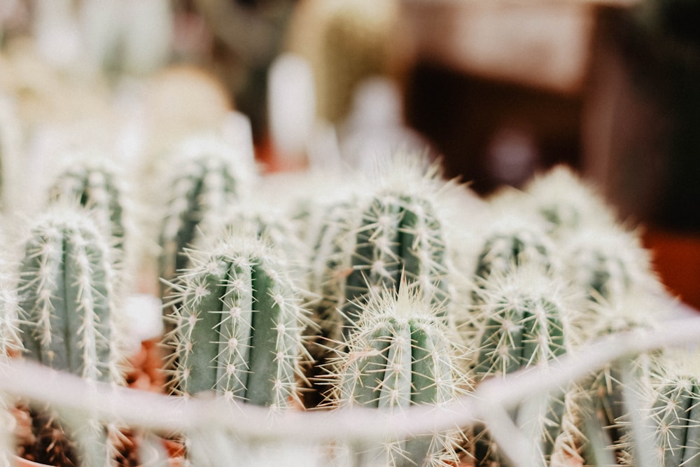 Fotografia a fuoco selettivo di piante di cactus verdi