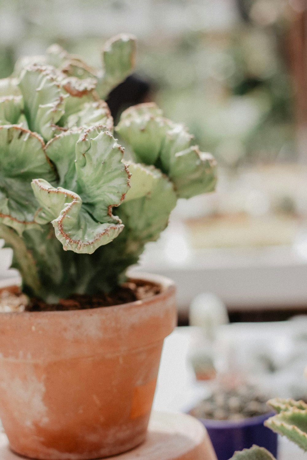 green indoor plant in brown pot