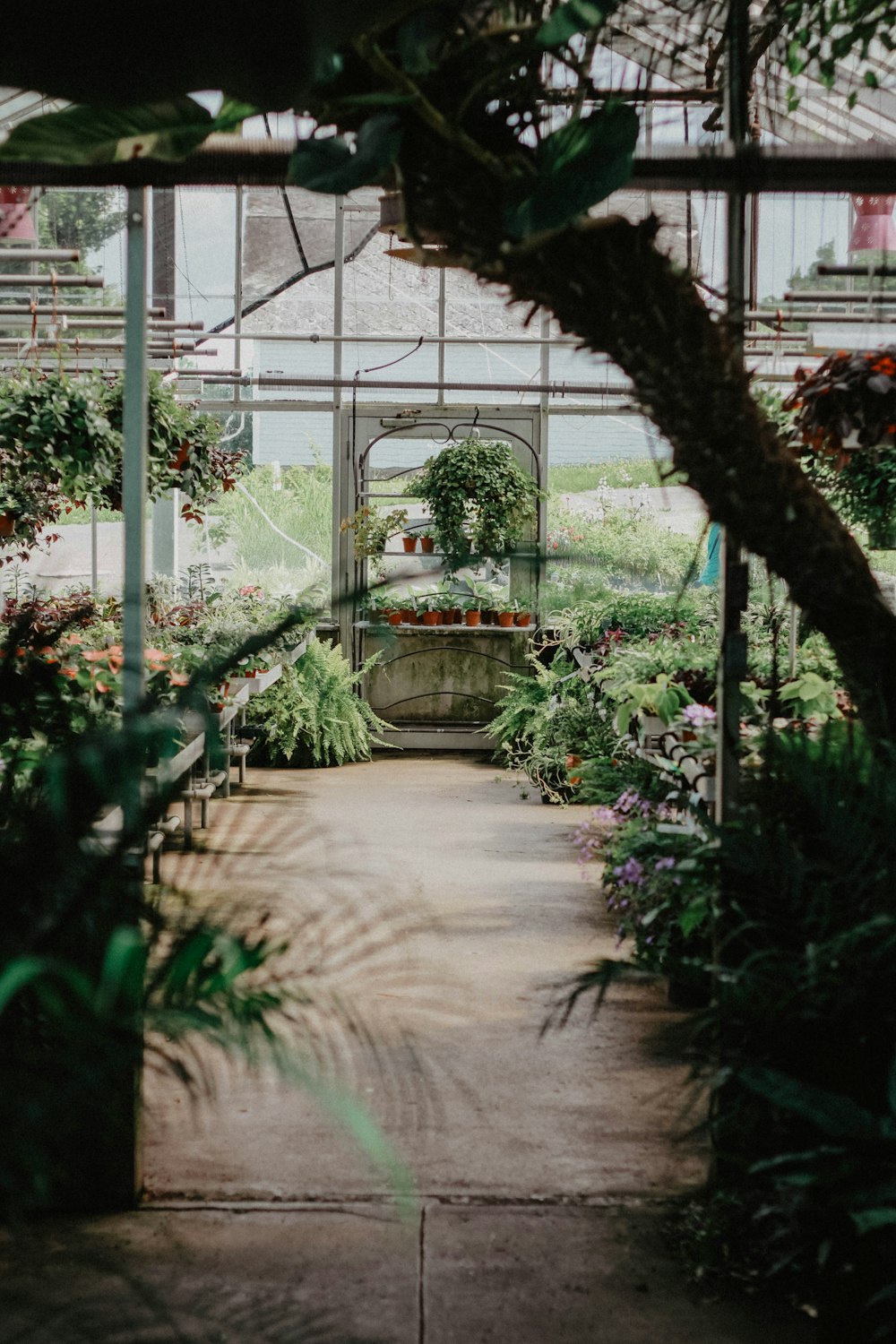 vasos de plantas de folhas verdes durante o dia