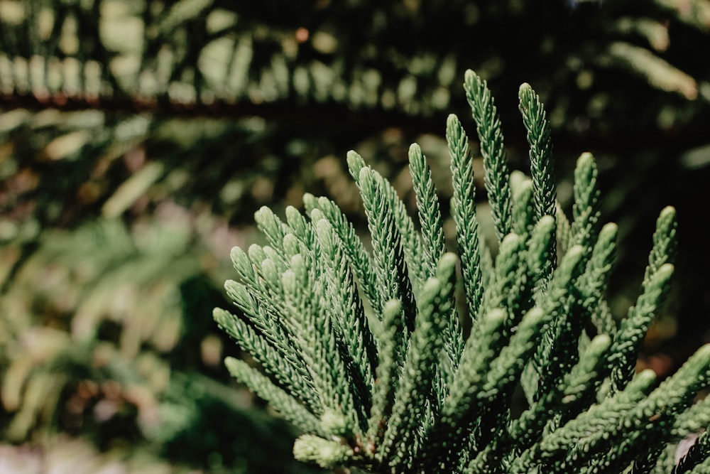 green linear plant