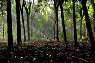 Sunlight filtering through trees during a nature walk organized by Sol Naciente ONG.