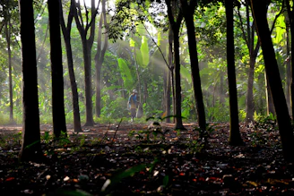 Sunlight filtering through trees during a nature walk organized by Sol Naciente ONG.