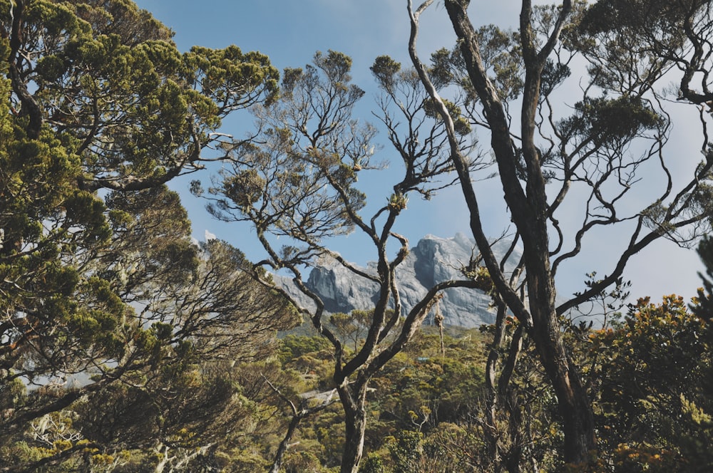 Un bosque lleno de muchos árboles altos