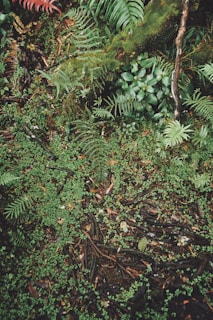 aerial view photography of fern plants