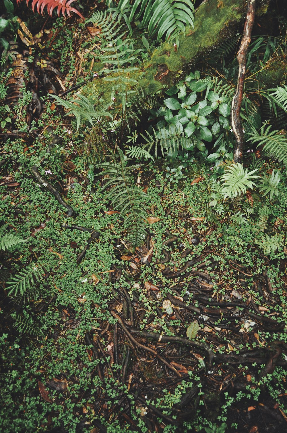 aerial view photography of fern plants