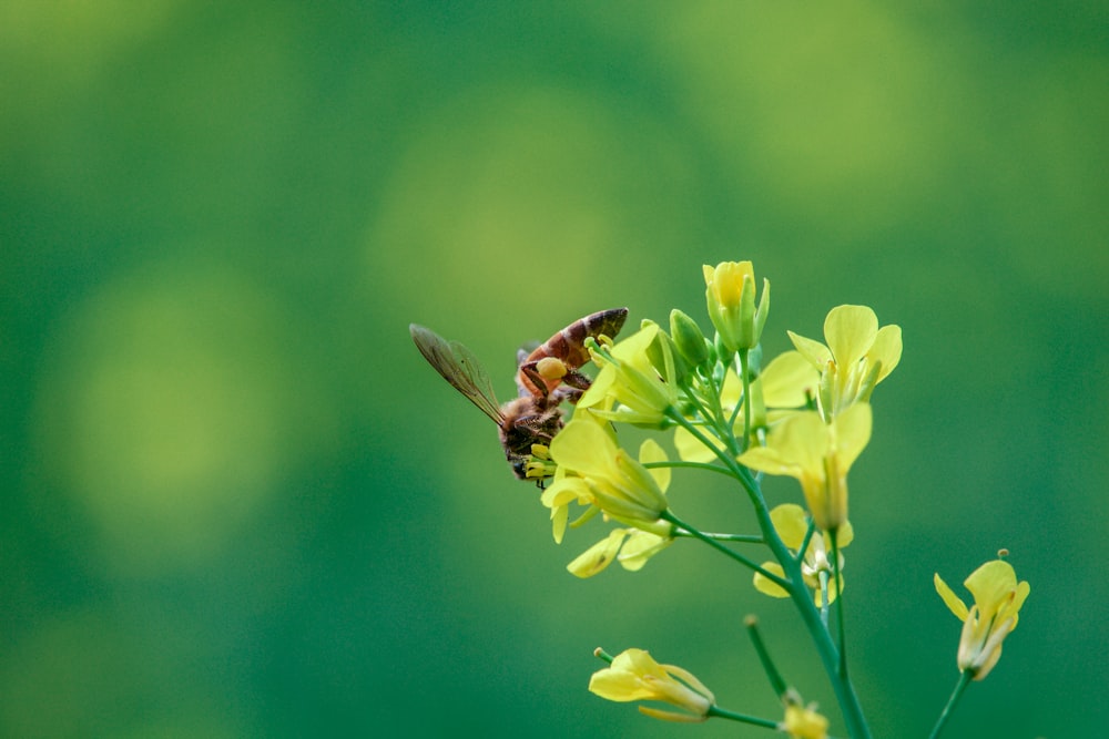 Guêpe sur fleur à pétales jaunes