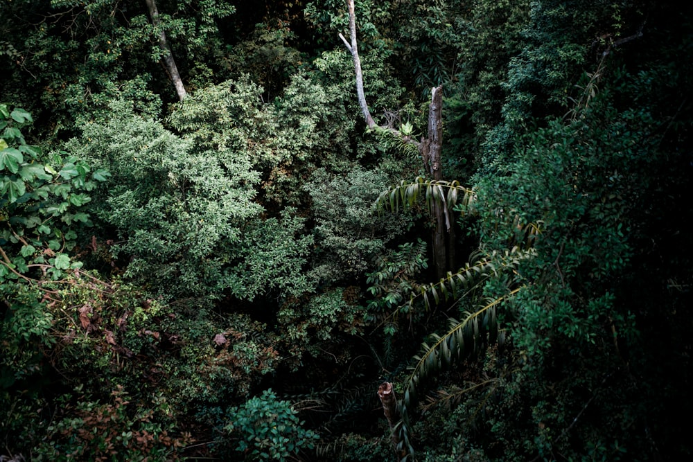 green-leafed trees during day time