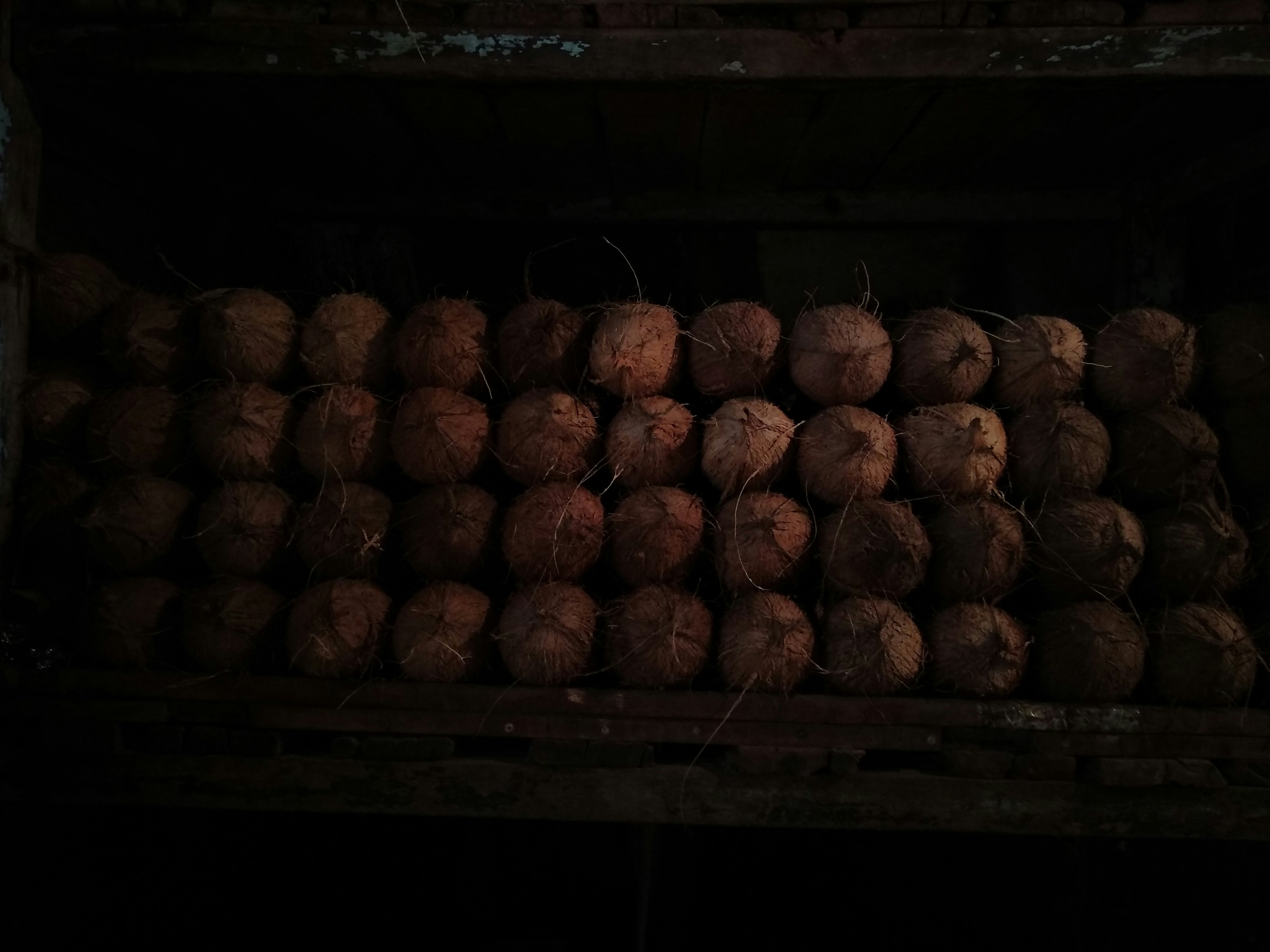 Premium Coco Peat for Sale