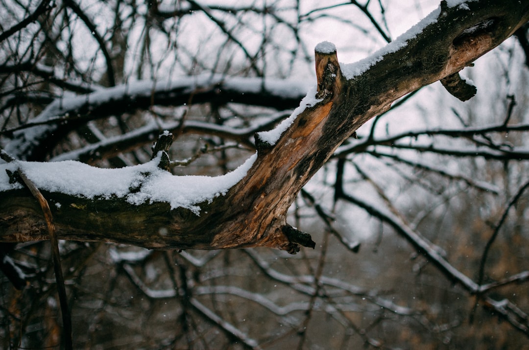 selective focus photo of tree branch