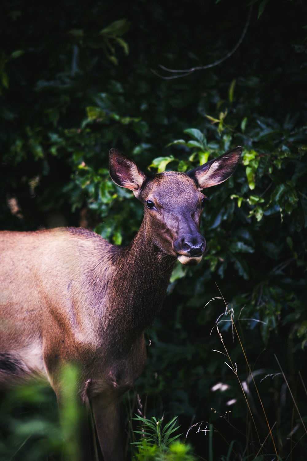 brown deer