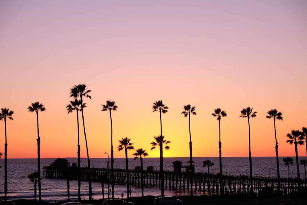 silhouette of palm trees and dock during sunset