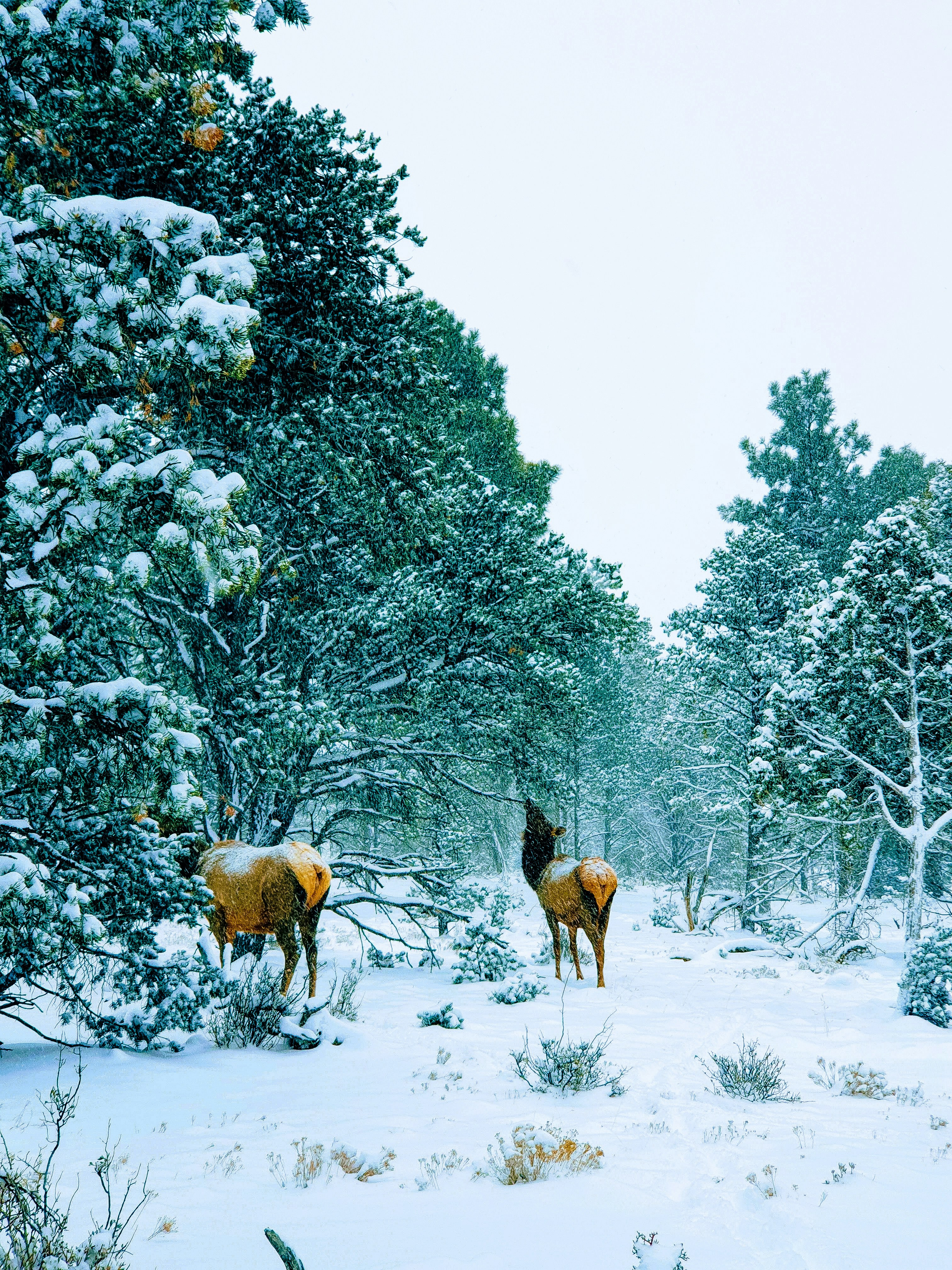 two deer beside trees covered with sno