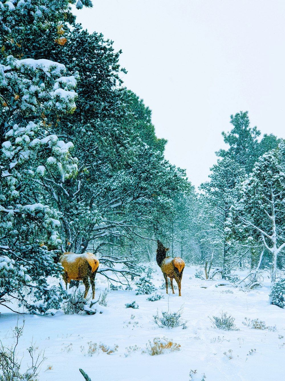 deux chevreuils à côté d’arbres couverts de sno