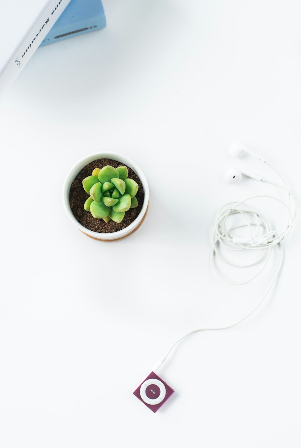 succulente verte dans un pot blanc près de l’iPod shuffle violet et des EarPods