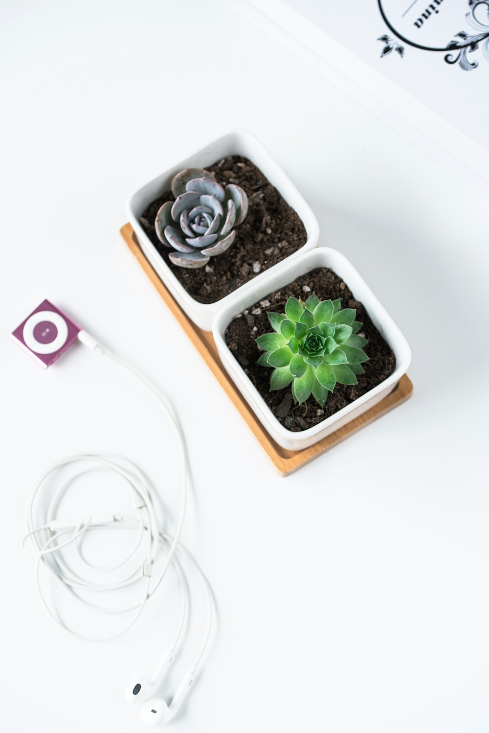 green and brown potted succulent plants