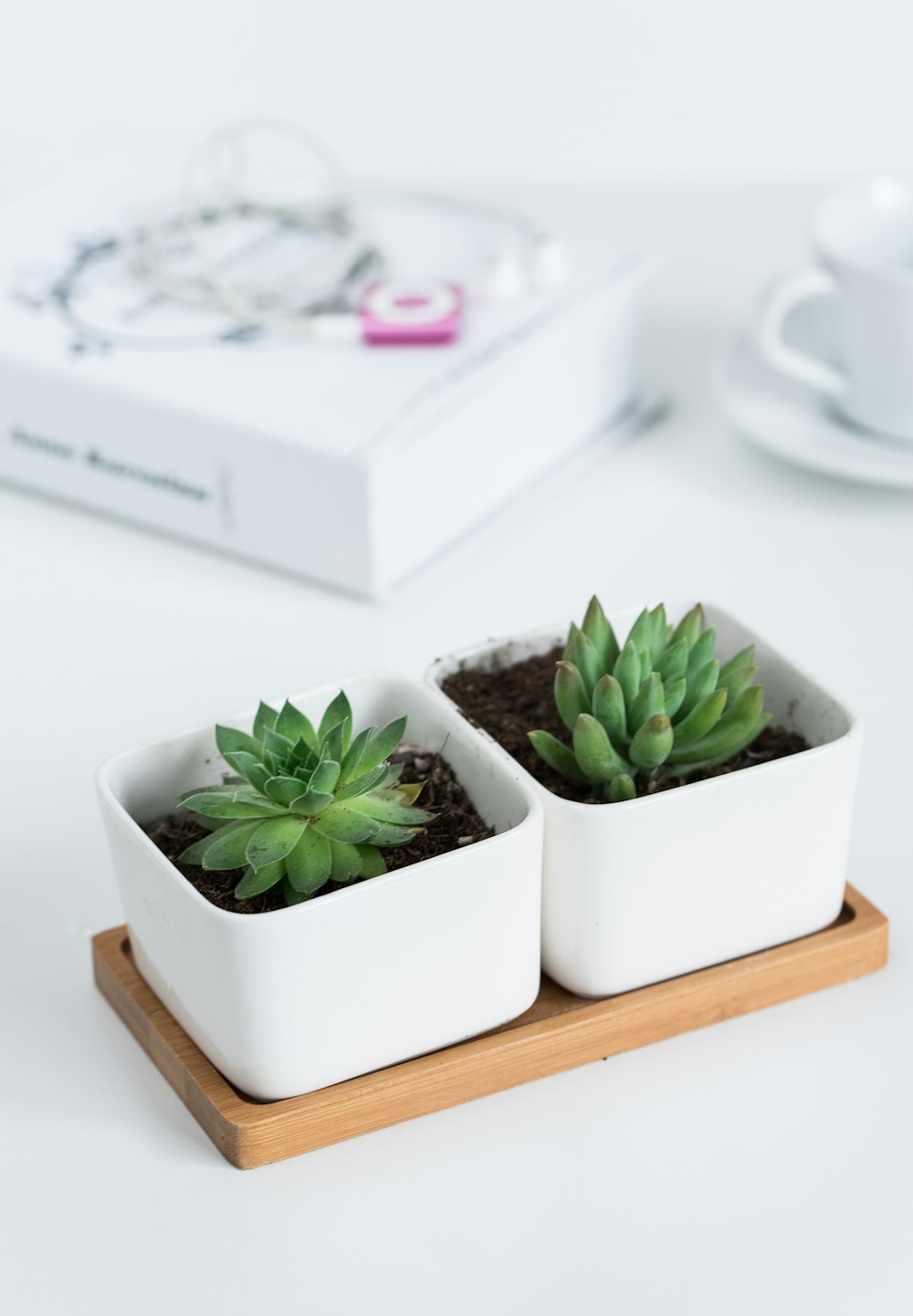 two succulent plants