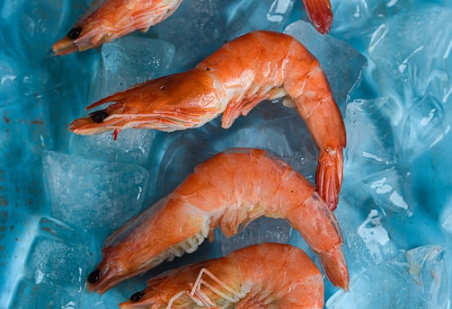four shrimps on top of ice