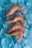 Four cooked shrimp are arranged on a layer of ice cubes on a blue surface, highlighting their orange-pink color against the translucent ice and vibrant background.