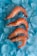 Four cooked shrimp are arranged on a layer of ice cubes on a blue surface, highlighting their orange-pink color against the translucent ice and vibrant background.