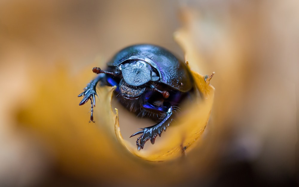 close up photography of blue beetle