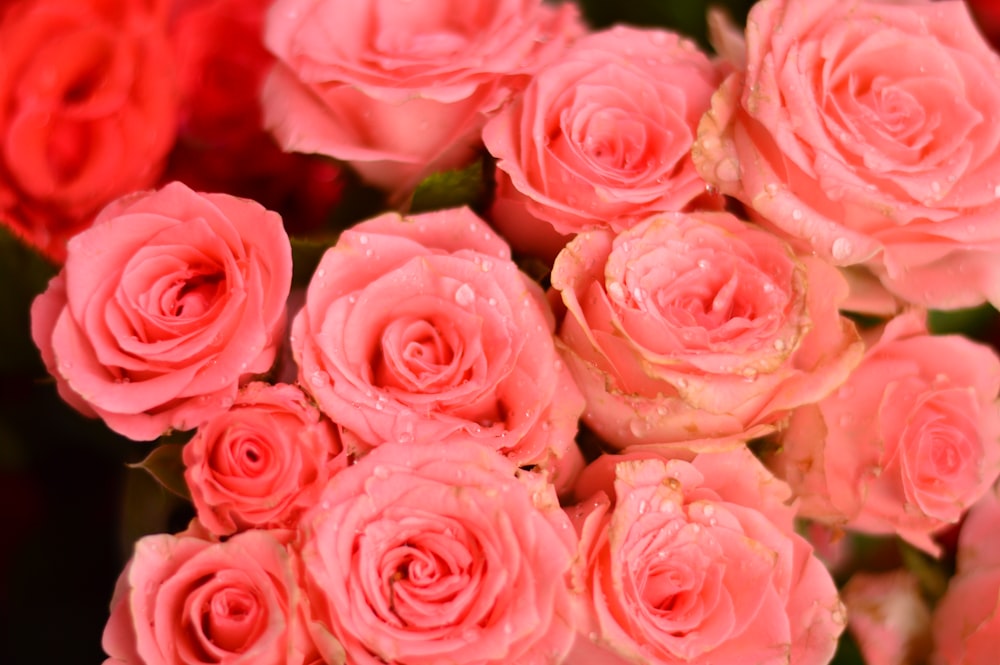 close-up photography of pink roses