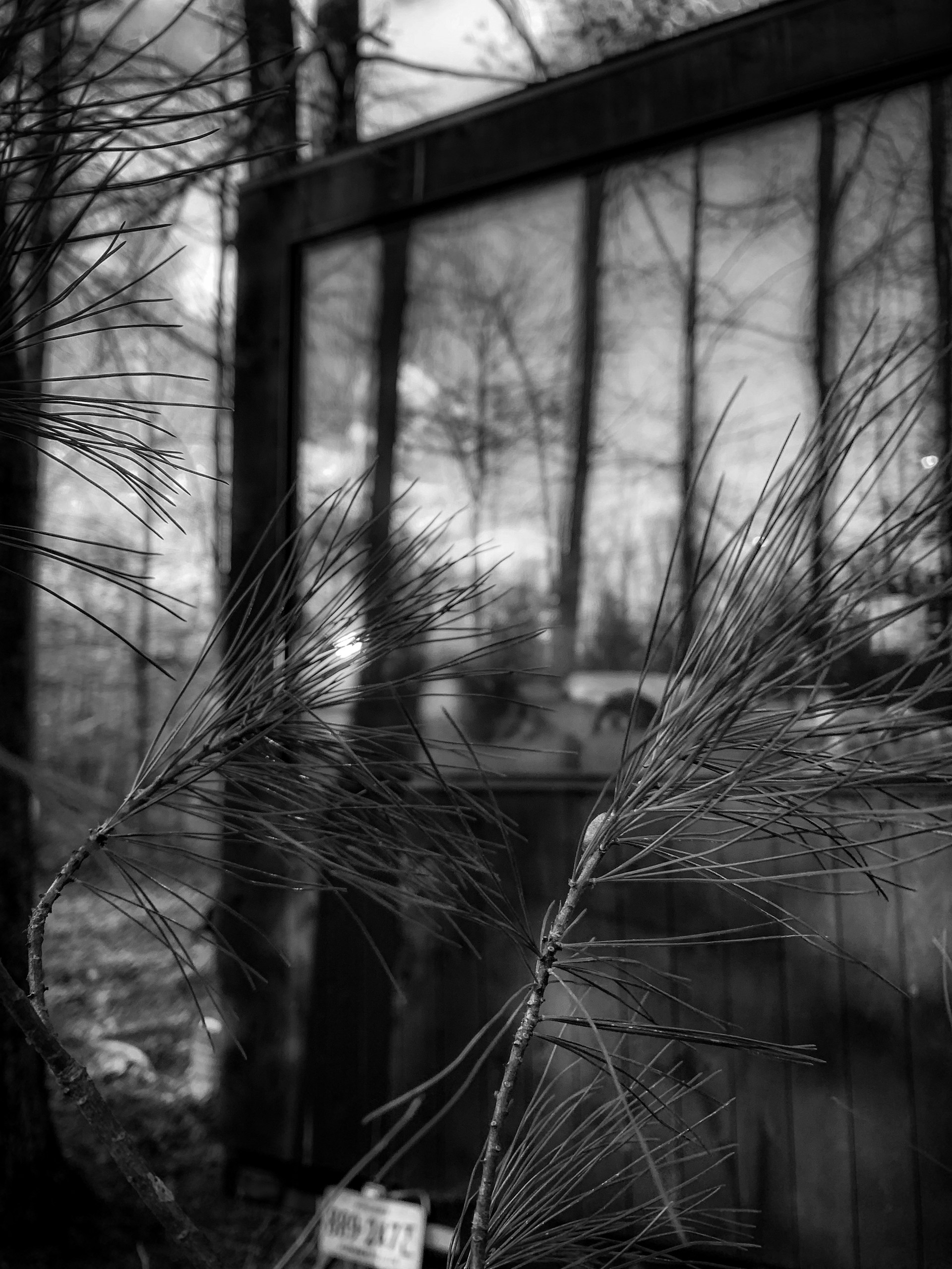A black and white photograph features a close-up of pine needles in the foreground. In the background, a glass window reflects trees, creating an abstract, mirrored effect. The overall atmosphere feels serene and natural.