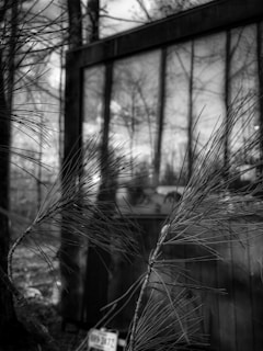A black and white photograph features a close-up of pine needles in the foreground. In the background, a glass window reflects trees, creating an abstract, mirrored effect. The overall atmosphere feels serene and natural.