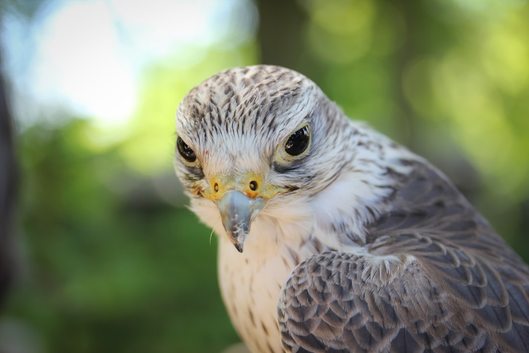 selective focus photography of gray short-beaked bird