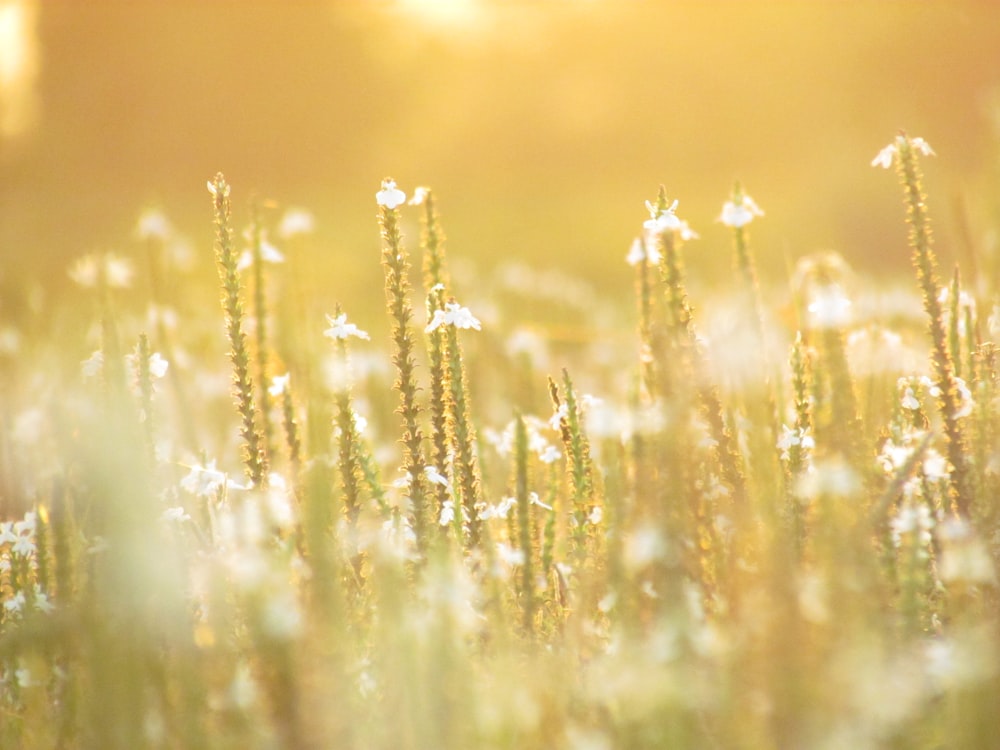 close-up photography of flowers