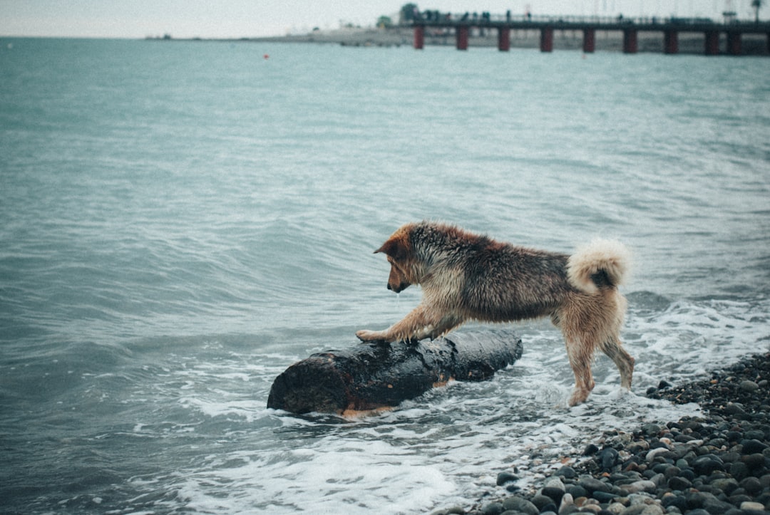 black and tan dog leaning on wood log on seashore during daytime