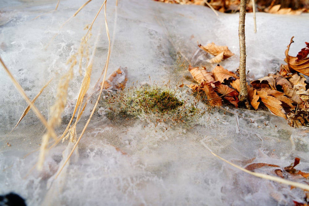 close up photography of flowing water with brown leaves