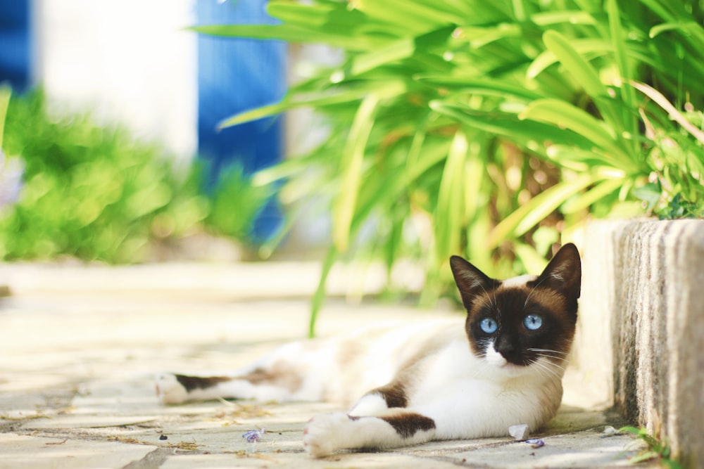 brown and white cat beside linear plant