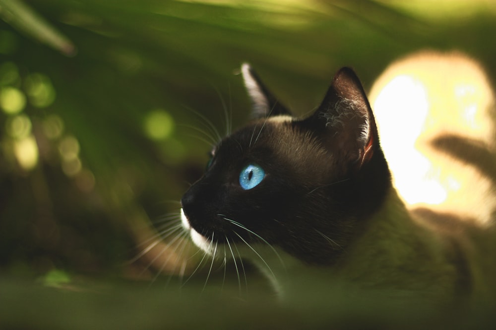 short-furred black cat