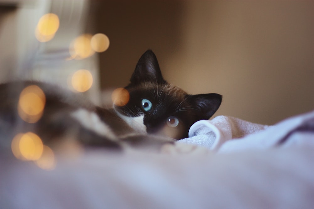 close-up photography of black and white cat