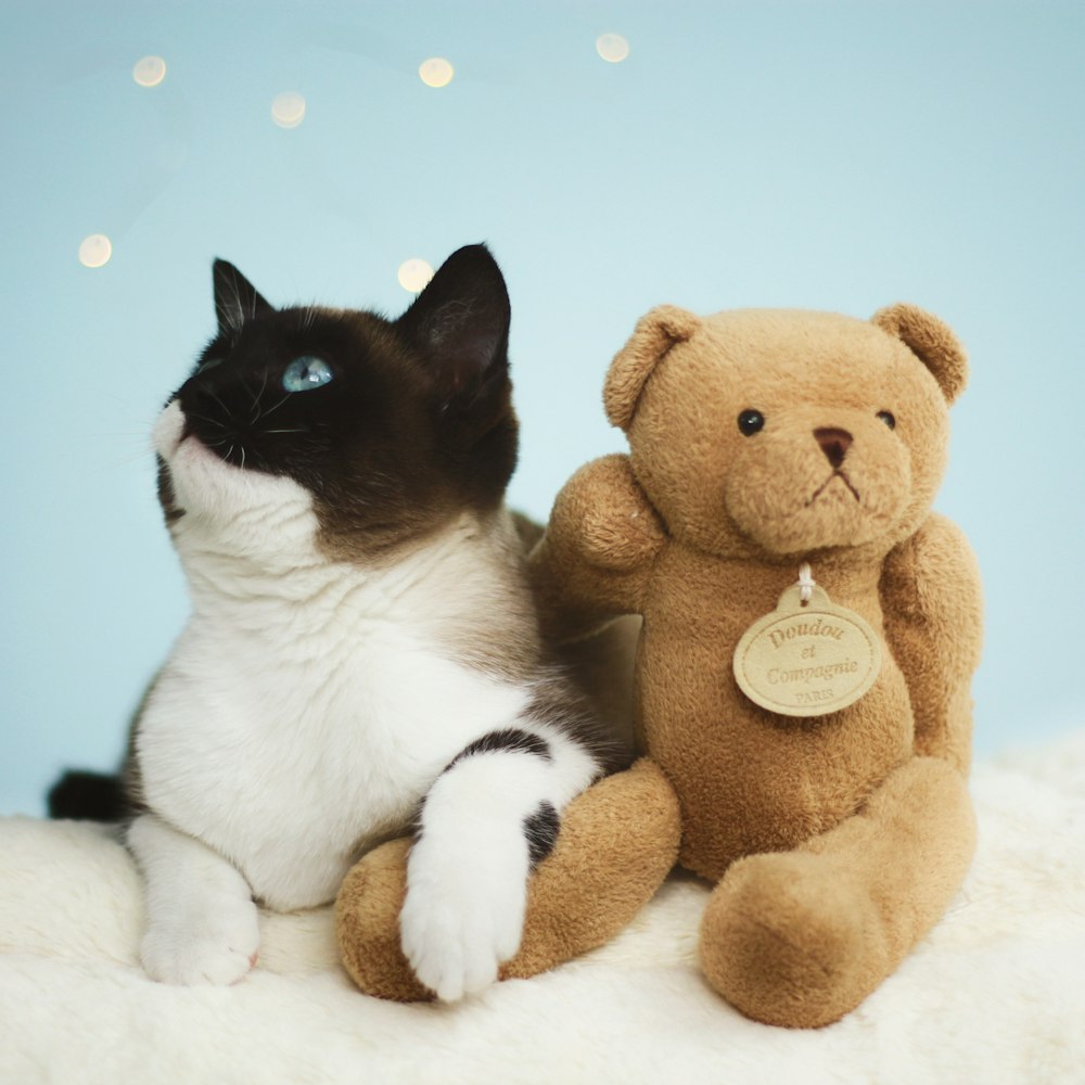 tuxedo cat beside bear plush toy