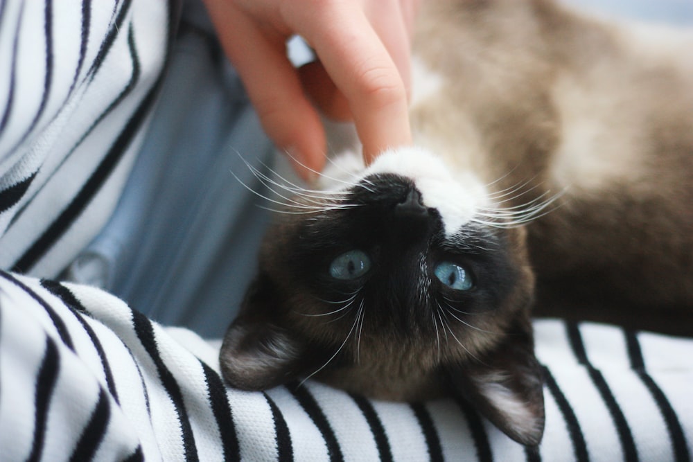 short-haired brown and white cat