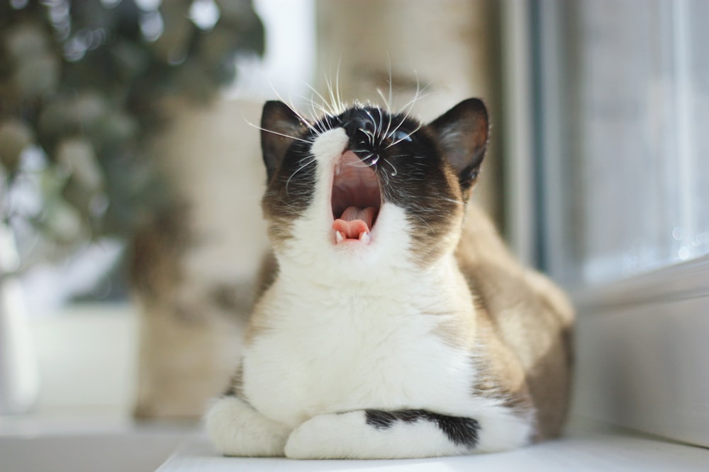 brown and white cat